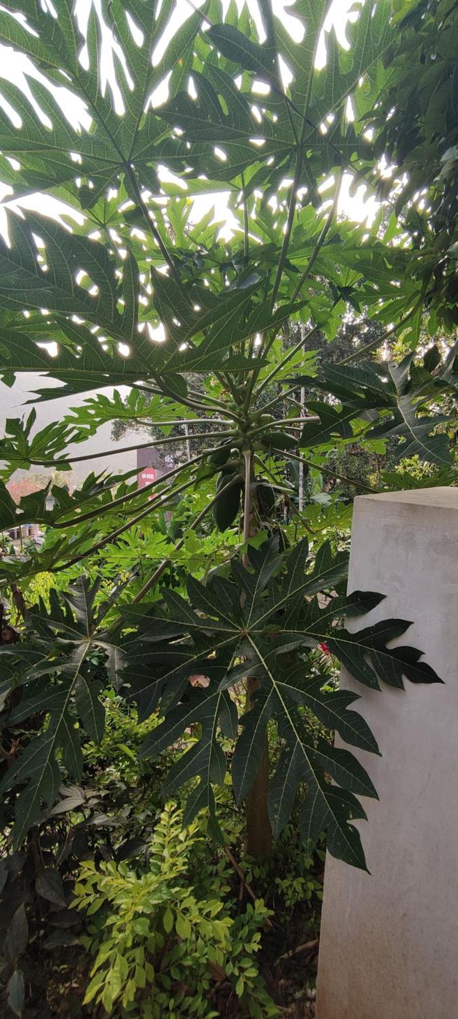 Koonamparayil Home Stay Munnar Anaviratty-Family Only 외부 사진